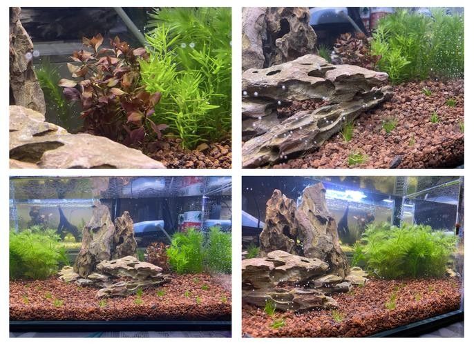 龍魚虎魚魚缸里擺放什么東西最好看