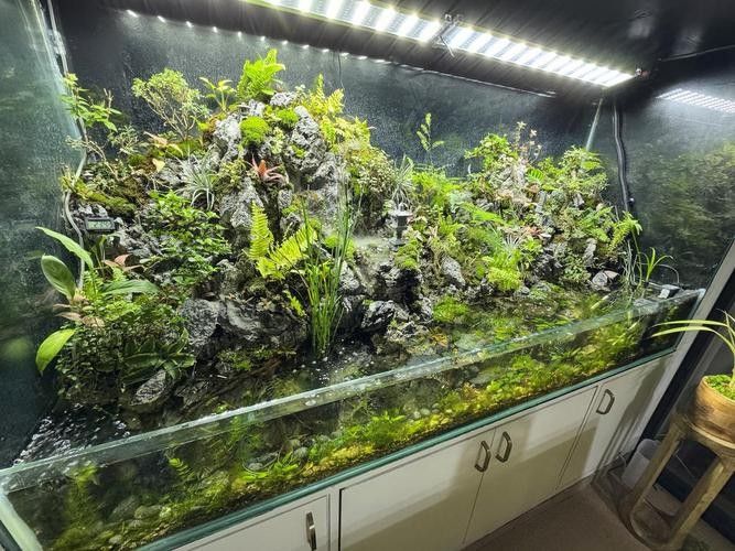 龍魚虎魚魚缸里擺放什么東西最好看