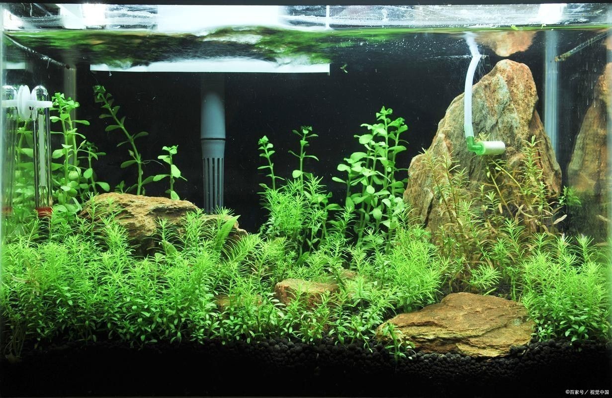 龍魚虎魚魚缸里擺放什么東西最好看
