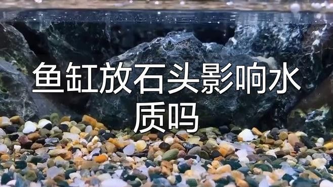 龍魚虎魚魚缸里擺放什么東西最好看