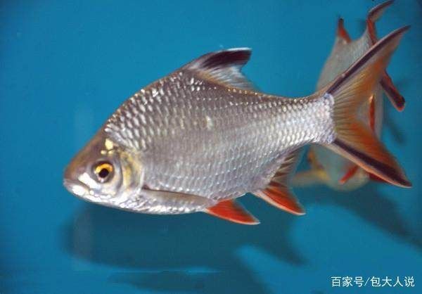 泰國(guó)鯽跟龍魚(yú)混養(yǎng)：泰國(guó)鯽魚(yú)可以和龍魚(yú)混養(yǎng)嗎