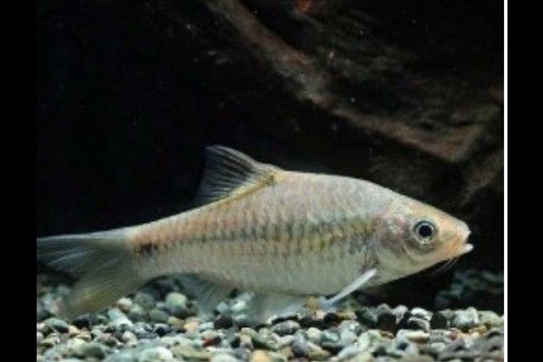 斑尾龍魚圖片