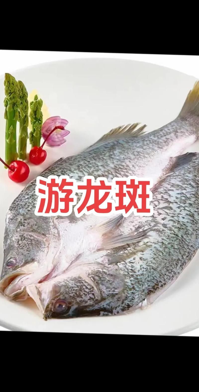 斑尾龍魚圖片
