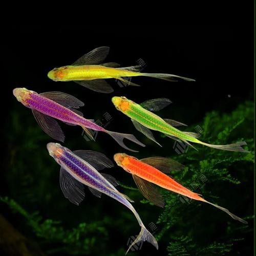 斑尾龍魚圖片