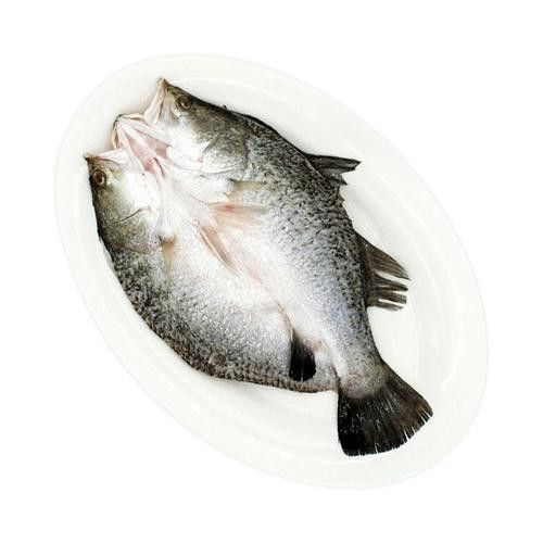 斑尾龍魚圖片