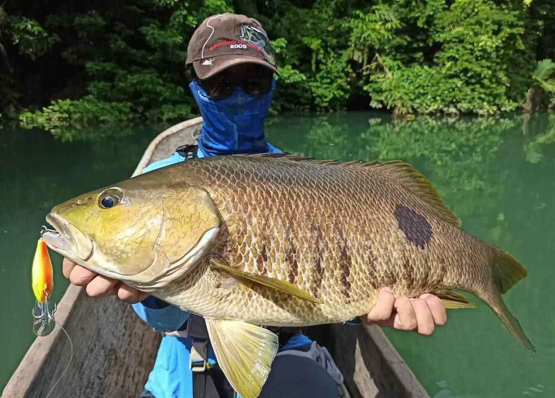 斑尾龍魚圖片