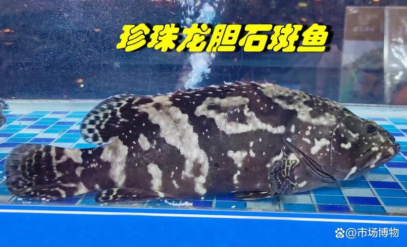 斑尾龍魚圖片