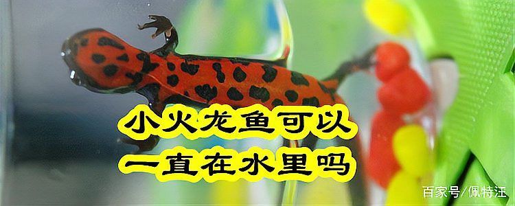小火龍魚(yú)能和什么魚(yú)混養(yǎng)一起養(yǎng)殖