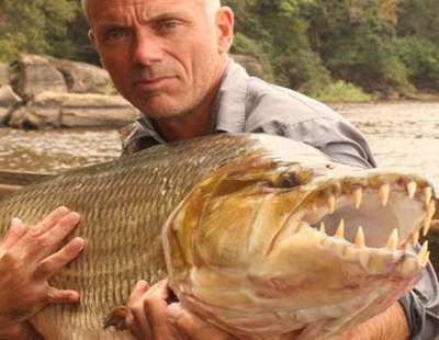 龍魚可以和食人魚混養嗎：龍魚可以和食人魚混養嗎？