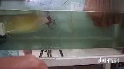 龍魚掉眼睛：龍魚掉眼與遺傳因素關(guān)系，