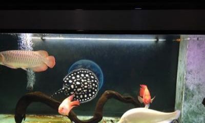馬來(lái)西亞買龍魚(yú)便宜嗎現(xiàn)在：馬來(lái)西亞金龍魚(yú)2022年出口額達(dá)8700萬(wàn)林吉特
