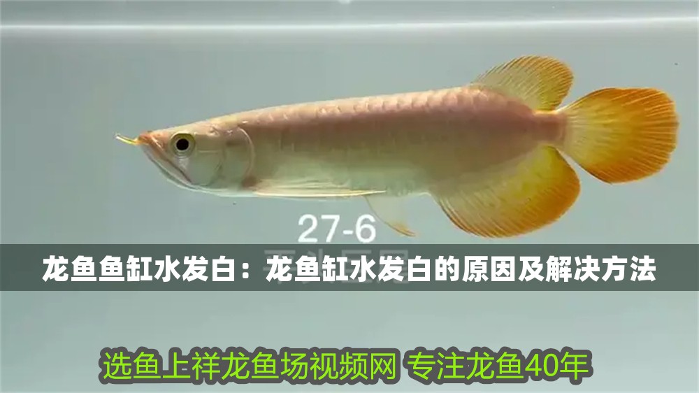龍魚魚缸水發白：龍魚缸水發白的原因及解決方法
