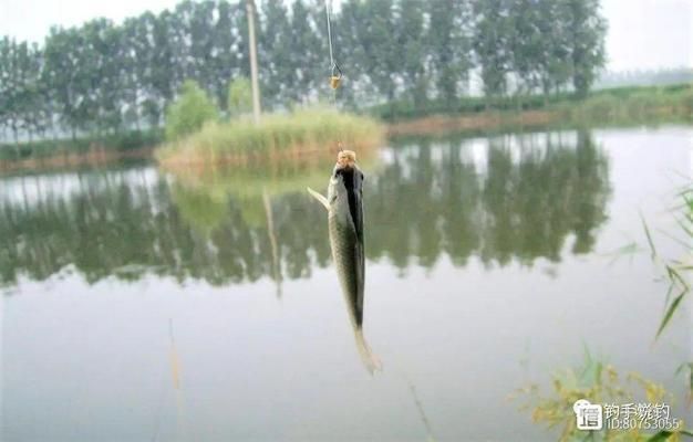 龍魚魚缸水發白：龍魚缸水發白的原因及解決方法