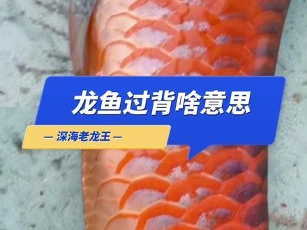 紅福王龍魚