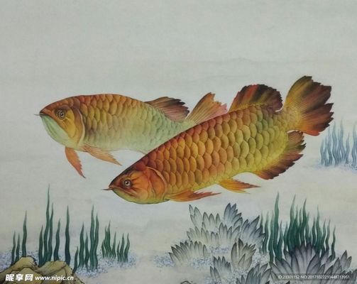 金金龍魚的魚頭怎么畫：金龍魚畫法中魚鱗的繪制技巧,如何表現金龍魚的立體感