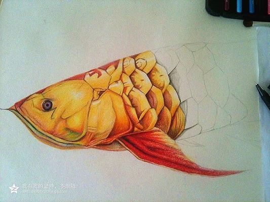 金金龍魚的魚頭怎么畫：金龍魚畫法中魚鱗的繪制技巧,如何表現金龍魚的立體感