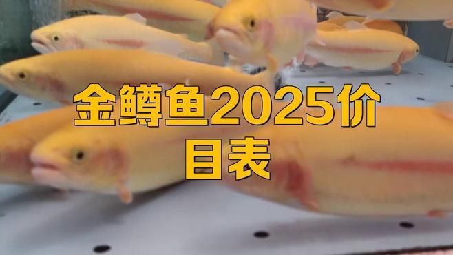 金鱒魚屬于什么檔次