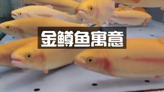 金鱒魚屬于什么檔次