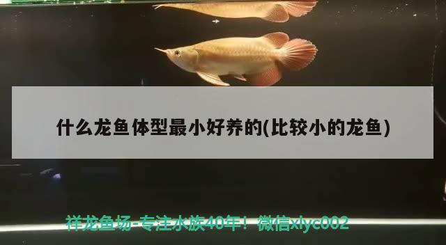 紅龍魚屬于什么檔次