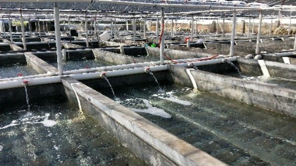 漳州龍魚繁殖基地在哪兒有
