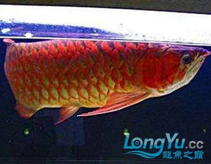 紅龍魚成長期需要多久換一次水？