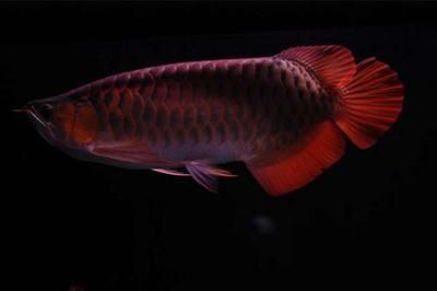 紅龍魚好不好養活（紅龍魚好養嗎）