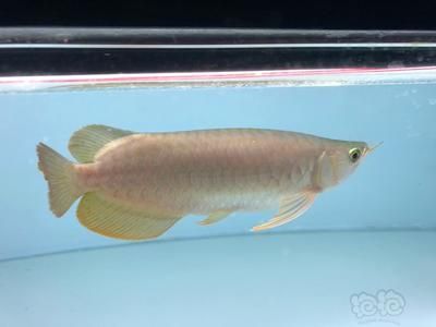 龍魚戰(zhàn)車（戰(zhàn)車龍魚是對一類具有特定體型特征的龍魚是對一類特征的龍魚的描述）