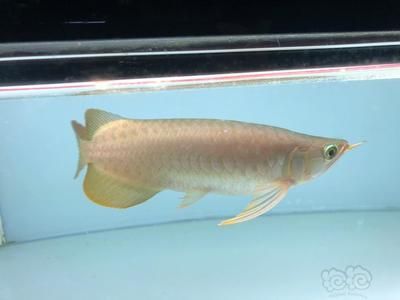 龍魚戰(zhàn)車（戰(zhàn)車龍魚是對一類具有特定體型特征的龍魚是對一類特征的龍魚的描述）