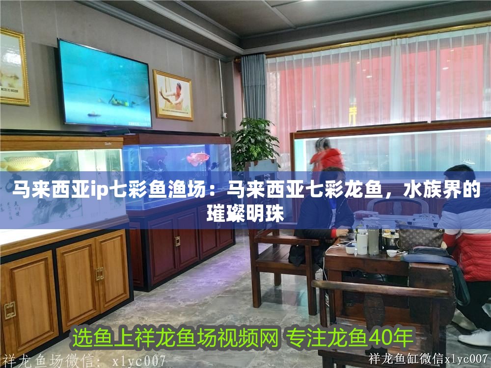 馬來西亞ip七彩魚漁場：馬來西亞七彩龍魚，水族界的璀璨明珠