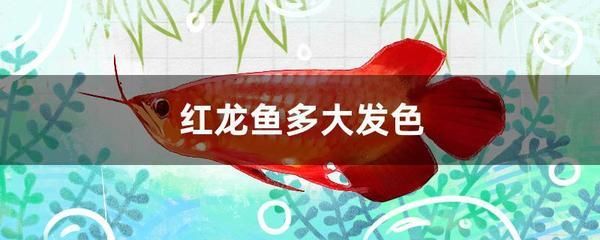 紅龍魚多大開始用：紅龍魚體長在50-100厘米之間，最大可達60厘米