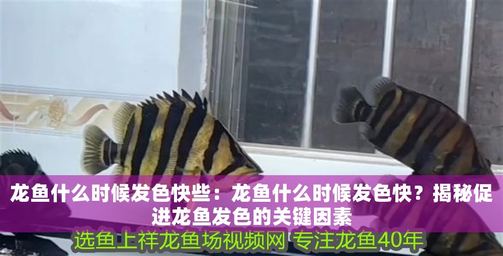 龍魚什么時(shí)候發(fā)色快些：龍魚什么時(shí)候發(fā)色快？揭秘促進(jìn)龍魚發(fā)色的關(guān)鍵因素