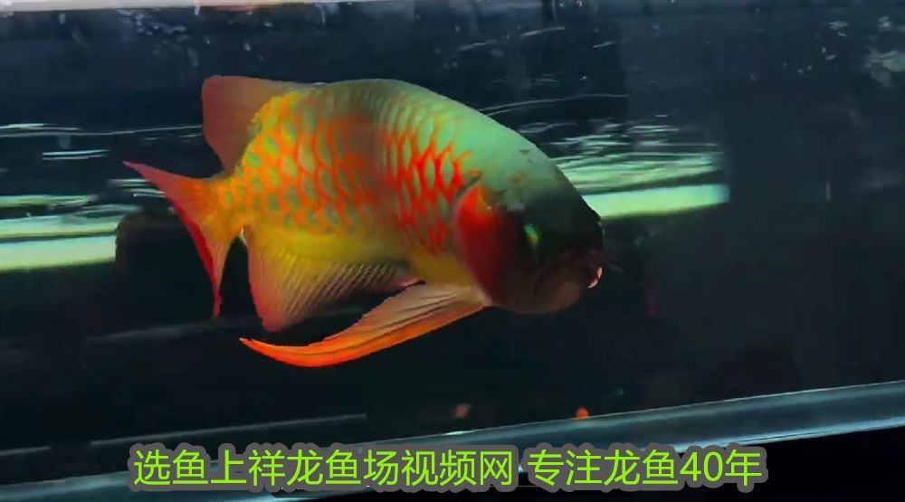 龍魚什么時(shí)候發(fā)色快些：龍魚什么時(shí)候發(fā)色快？揭秘促進(jìn)龍魚發(fā)色的關(guān)鍵因素