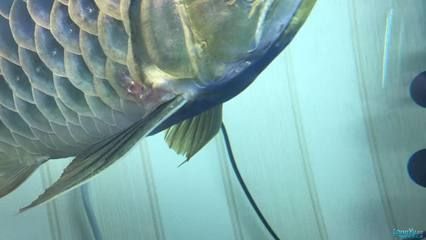 龍魚鱗片充血怎么治療：如何預防龍魚鱗片充血