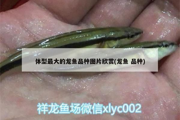 什么龍魚最大：什么龍魚最大體長可達1米以上體重超過5公斤