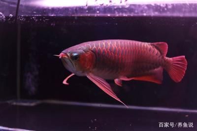 金龍魚紅龍魚的區(qū)別是什么呢（如何辨別金龍魚的品種優(yōu)劣？）