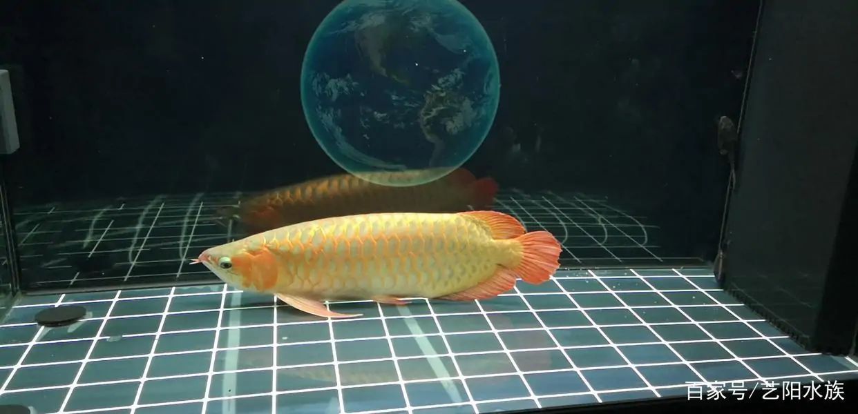 龍魚總是趴缸底不動怎么回事兒：龍魚總是趴缸底不動是怎么回事？