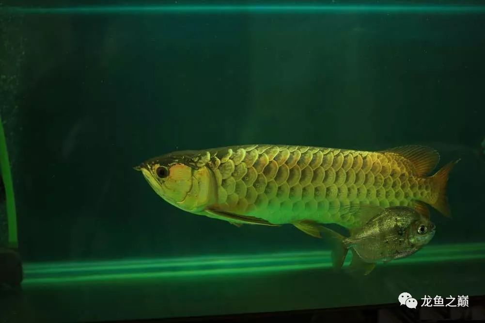 龍魚白天還是晚上開燈【關于龍魚的開燈時間不同的資料和經驗分享提供了不同的見解】