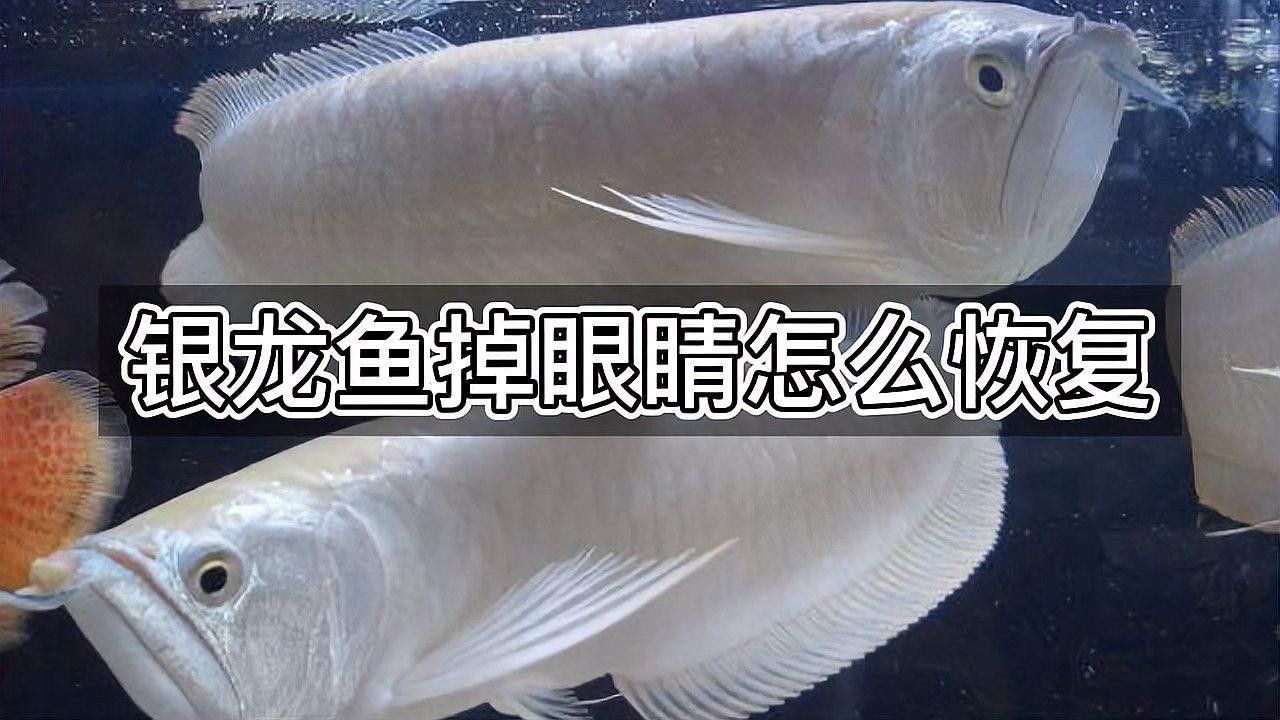 銀龍魚(yú)怎么養(yǎng)不掉眼