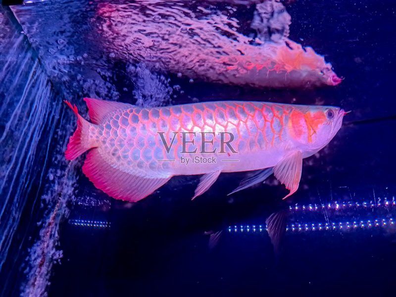 我想看紅龍魚圖片大全視頻