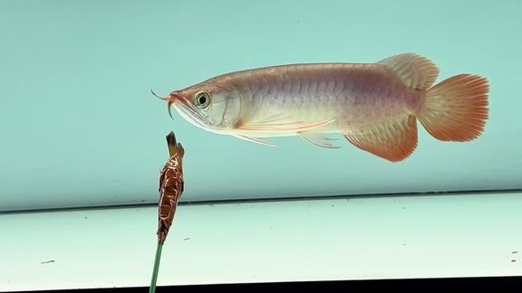 我想看紅龍魚圖片大全視頻