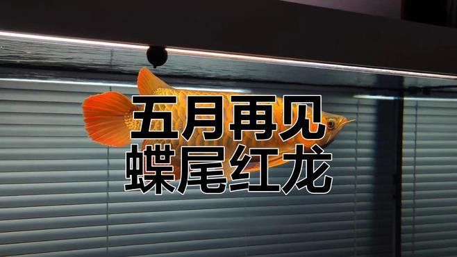 紅尾龍魚價格