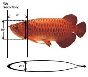 龍魚增色用什么燈好呢視頻講解：龍魚增色用什么燈好
