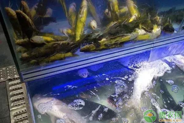 巴西亞和龍魚能不能一起養：龍魚與巴西亞的戰爭，一場跨越物種的生存之戰