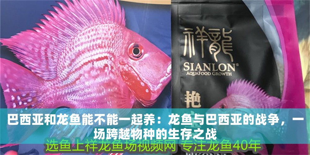 巴西亞和龍魚能不能一起養：龍魚與巴西亞的戰爭，一場跨越物種的生存之戰