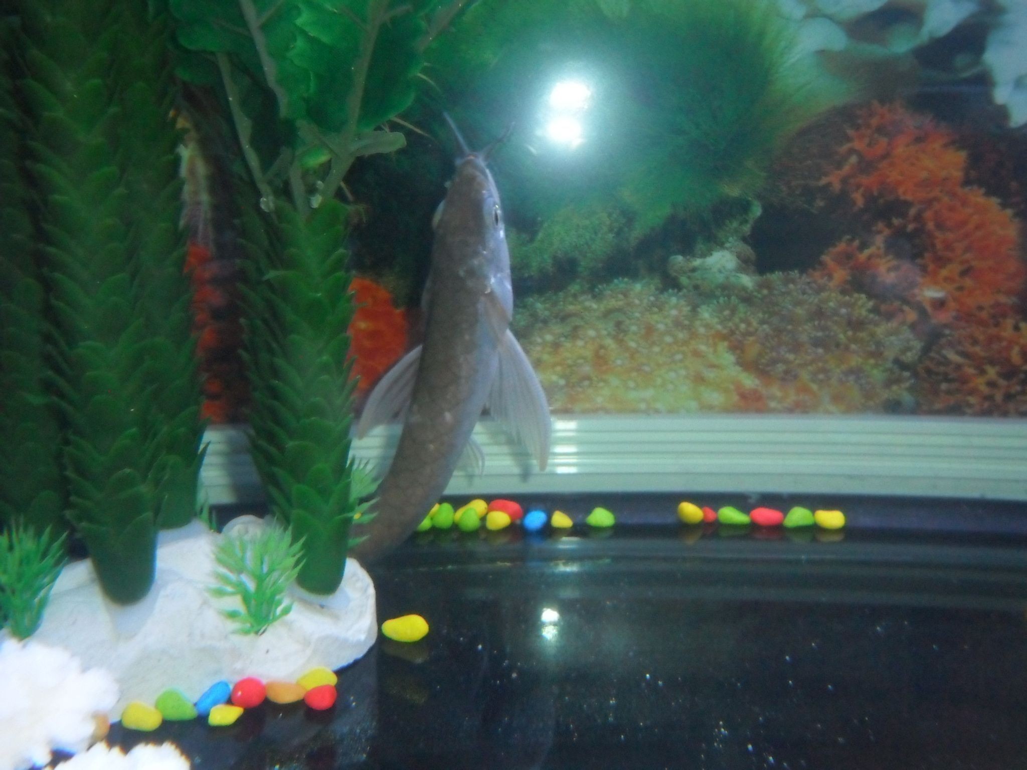 小銀龍魚(yú)入缸怎么開(kāi)口（小銀龍魚(yú)入缸后不愿開(kāi)口進(jìn)食怎么辦）