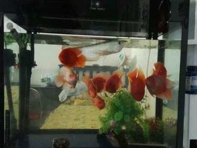 小銀龍魚(yú)入缸怎么開(kāi)口（小銀龍魚(yú)入缸后不愿開(kāi)口進(jìn)食怎么辦）