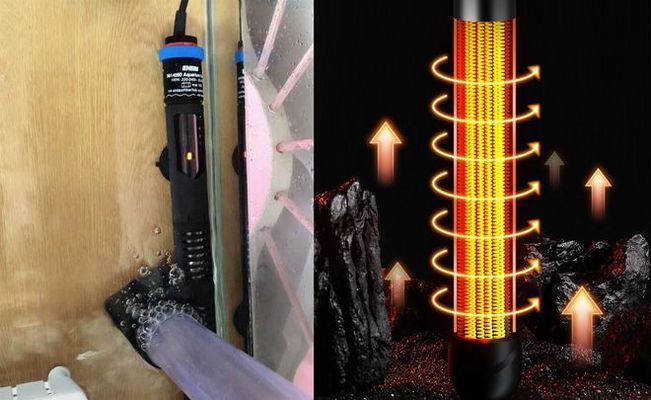 金龍魚跳缸后如何急救視頻：金龍魚跳缸后的急救措施