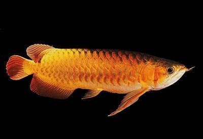 紅龍魚為什么比金龍魚貴（紅龍魚和金龍魚哪個貴）