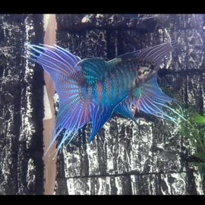 雷龍魚(yú)多大開(kāi)始繁殖（雷龍魚(yú)在性成熟之后可以進(jìn)行繁殖,以下是關(guān)于雷龍魚(yú)繁殖的詳細(xì)信息）