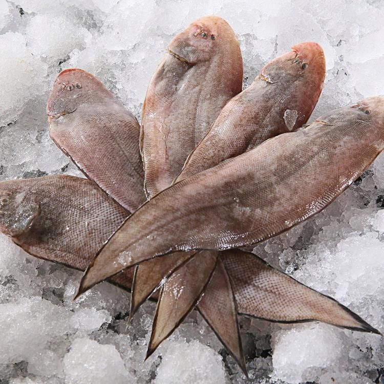 龍利魚旗艦店 龍魚百科 第3張 龍利魚旗艦店 龍利魚旗艦店 龍魚百科 第3張